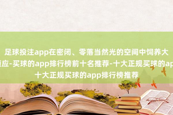 足球投注app在密闭、零落当然光的空间中饲养大型动物是否顺应-买球的app排行榜前十名推荐-十大正规买球的app排行榜推荐